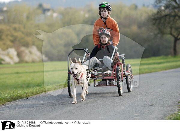 driving a Dogcart / YJ-01488