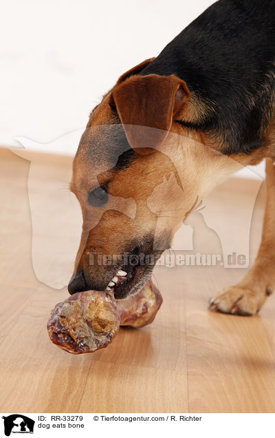 dog eats bone / RR-33279