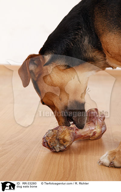 dog eats bone / RR-33280