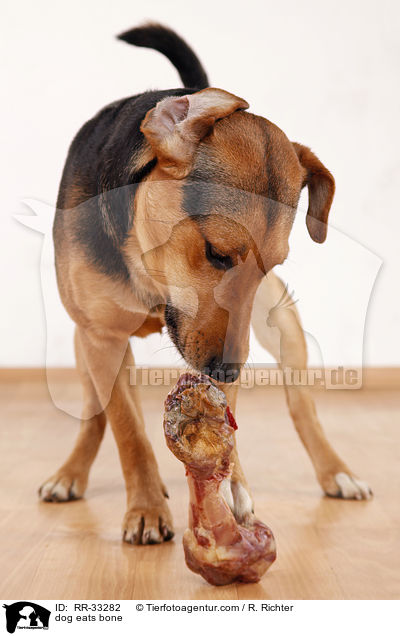 dog eats bone / RR-33282