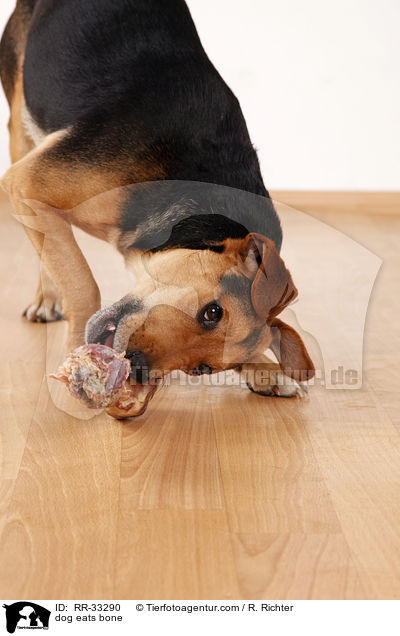 dog eats bone / RR-33290