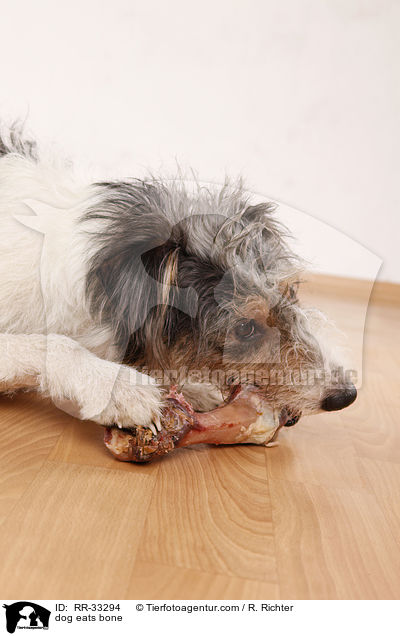 dog eats bone / RR-33294