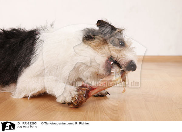 dog eats bone / RR-33295