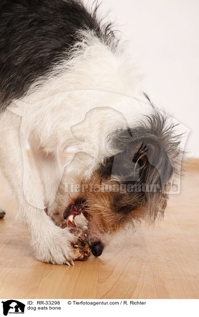 dog eats bone / RR-33298