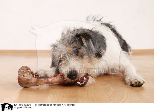 dog eats bone / RR-33299