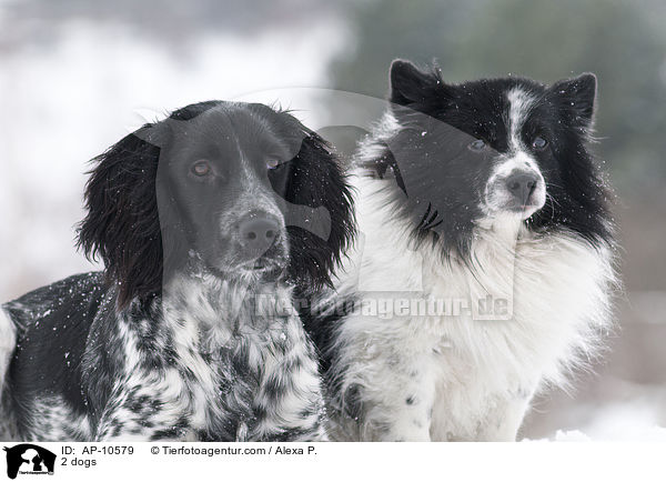 2 Hunde / 2 dogs / AP-10579
