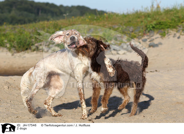 2 dogs / JH-17546