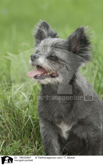Yorkshire-Terrier-Mix Portrait / mongrel portrait / TM-02897