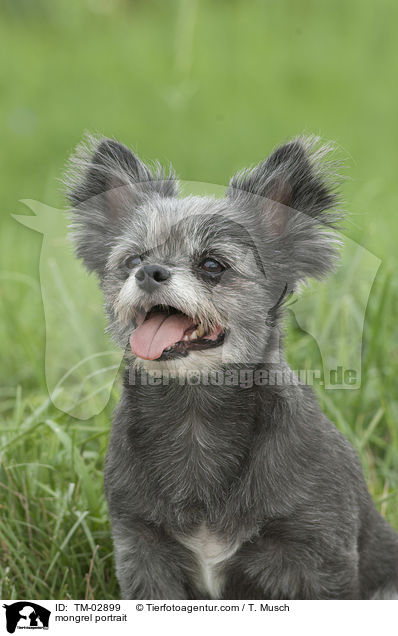 Yorkshire-Terrier-Mix Portrait / mongrel portrait / TM-02899