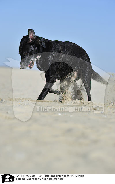 buddelnder Labrador-Schferhund-Mix / digging Labrador-Shepherd mongrel / NN-07838