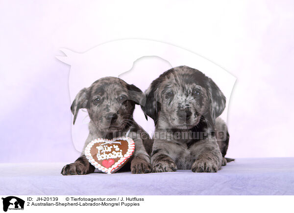 2 Australian-Shepherd-Labrador-Mongrel Puppies / JH-20139