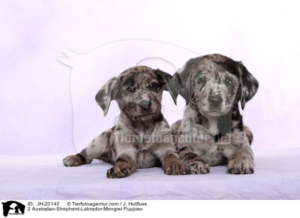 2 Australian-Shepherd-Labrador-Mongrel Puppies / JH-20140