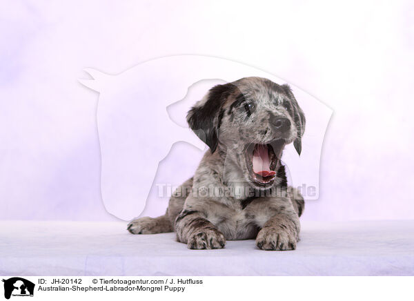 Australian-Shepherd-Labrador-Mongrel Puppy / JH-20142