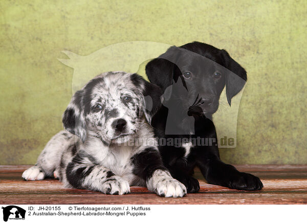 2 Australian-Shepherd-Labrador-Mongrel Puppies / JH-20155