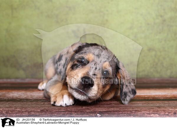 Australian-Shepherd-Labrador-Mongrel Puppy / JH-20156