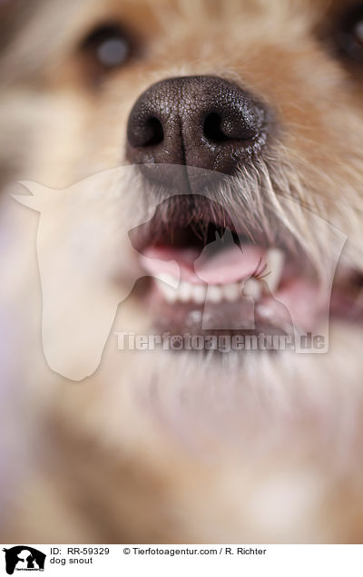 Hundenase / dog snout / RR-59329