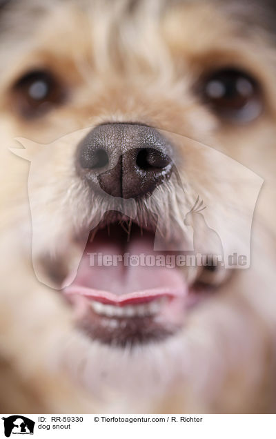 Hundenase / dog snout / RR-59330