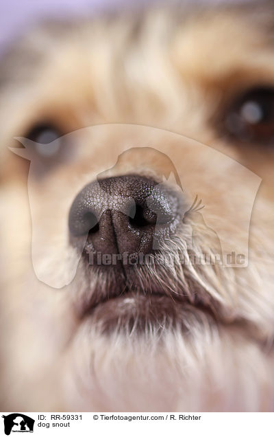 Hundenase / dog snout / RR-59331