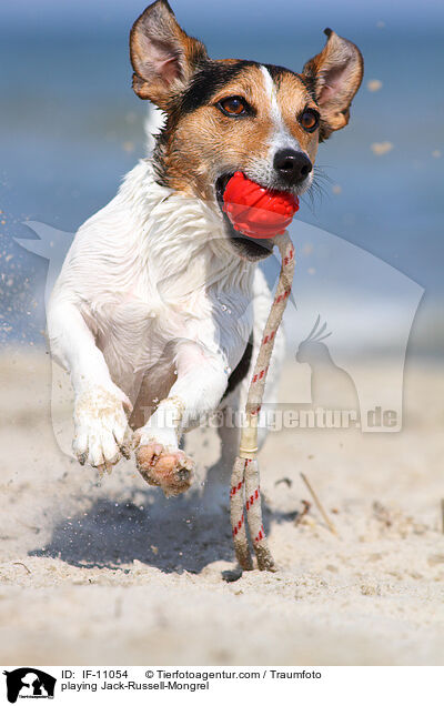 playing Jack-Russell-Mongrel / IF-11054