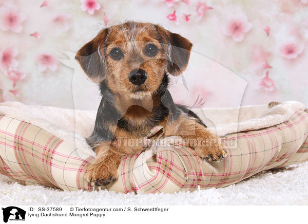 lying Dachshund-Mongrel Puppy / SS-37589