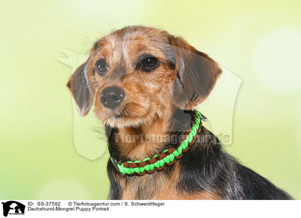Dachshund-Mongrel Puppy Portrait / SS-37592