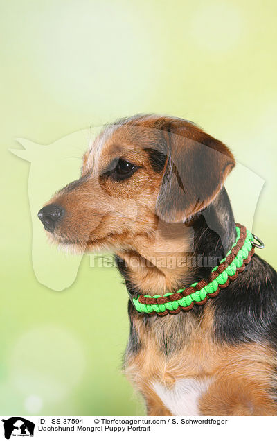 Dachshund-Mongrel Puppy Portrait / SS-37594