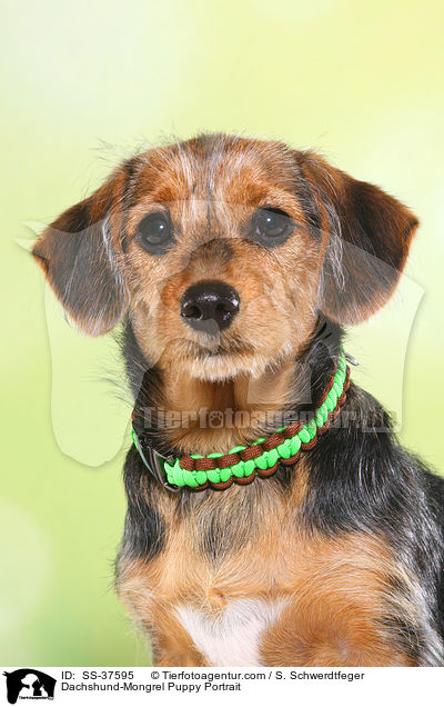Dachshund-Mongrel Puppy Portrait / SS-37595