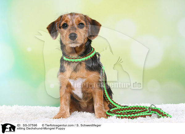 sitting Dachshund-Mongrel Puppy / SS-37596
