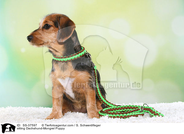 sitting Dachshund-Mongrel Puppy / SS-37597