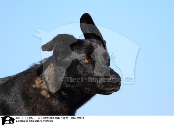 Labrador-Schferhund Portrait / Labrador-Shepherd Portrait / IF-11193