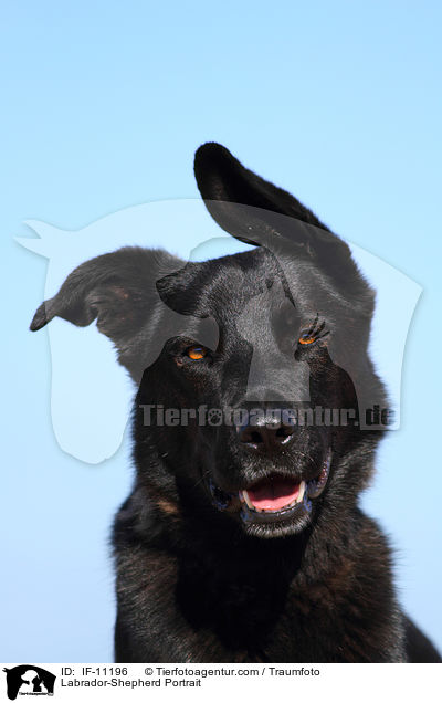 Labrador-Schferhund Portrait / Labrador-Shepherd Portrait / IF-11196