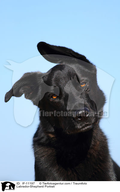 Labrador-Schferhund Portrait / Labrador-Shepherd Portrait / IF-11197