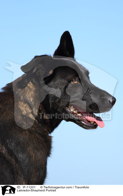 Labrador-Schferhund Portrait / Labrador-Shepherd Portrait / IF-11201