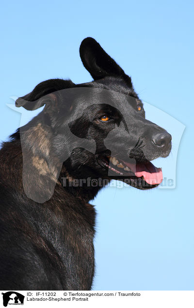 Labrador-Schferhund Portrait / Labrador-Shepherd Portrait / IF-11202