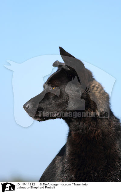 Labrador-Schferhund Portrait / Labrador-Shepherd Portrait / IF-11212