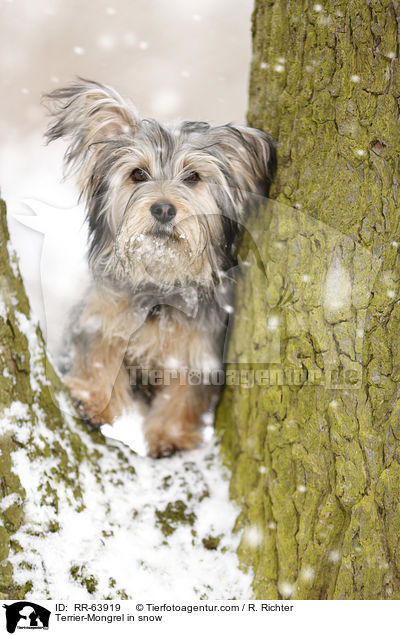 Terrier-Mongrel in snow / RR-63919
