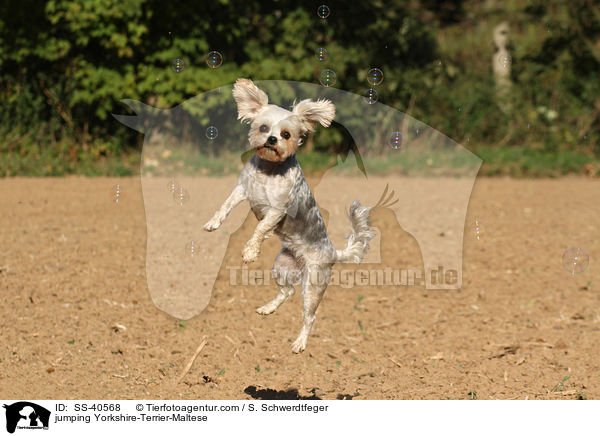 jumping Yorkshire-Terrier-Maltese / SS-40568