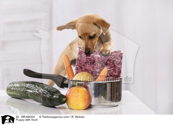 Puppy with food / RR-68004