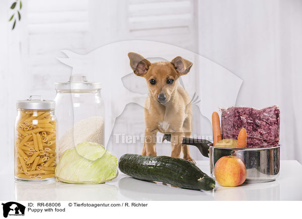 Puppy with food / RR-68006