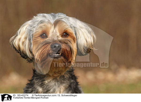 Yorkshire-Terrier-Mongrel Portrait / SS-42274
