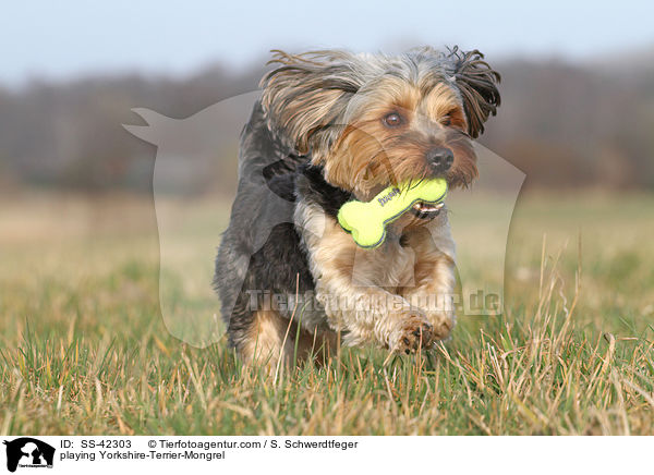 playing Yorkshire-Terrier-Mongrel / SS-42303