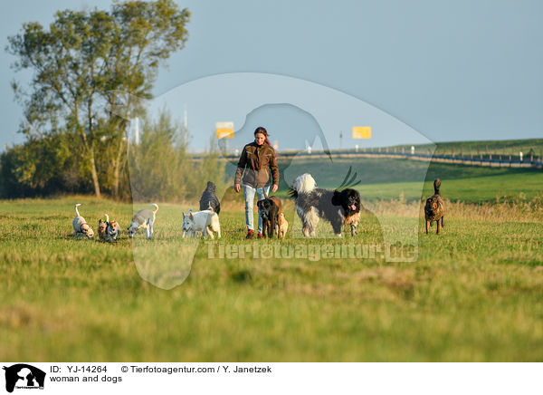 woman and dogs / YJ-14264