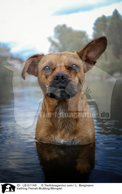 badender Franzsiche-Bulldogge-Mischling / bathing Frensh-Bulldog-Mongrel / LB-01149