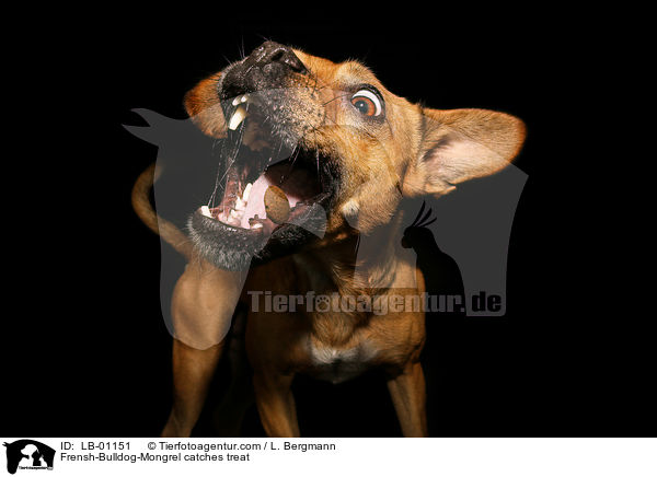 Franzsiche-Bulldogge-Mischling fngt Leckerli / Frensh-Bulldog-Mongrel catches treat / LB-01151