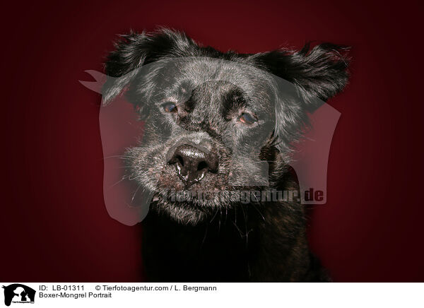 Boxer-Mischling Portrait / Boxer-Mongrel Portrait / LB-01311