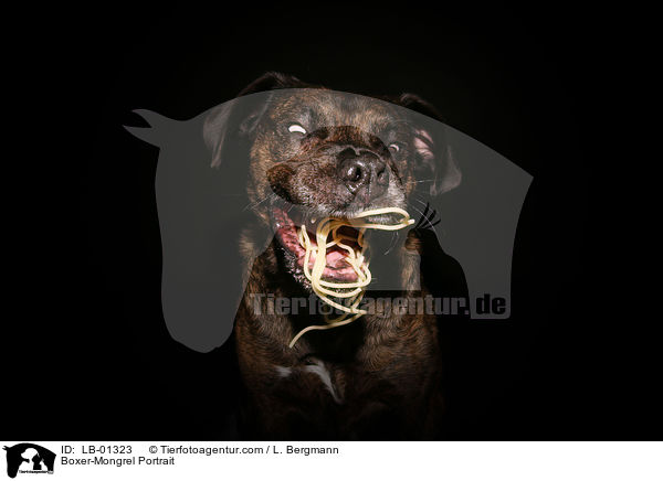 Boxer-Mischling Portrait / Boxer-Mongrel Portrait / LB-01323