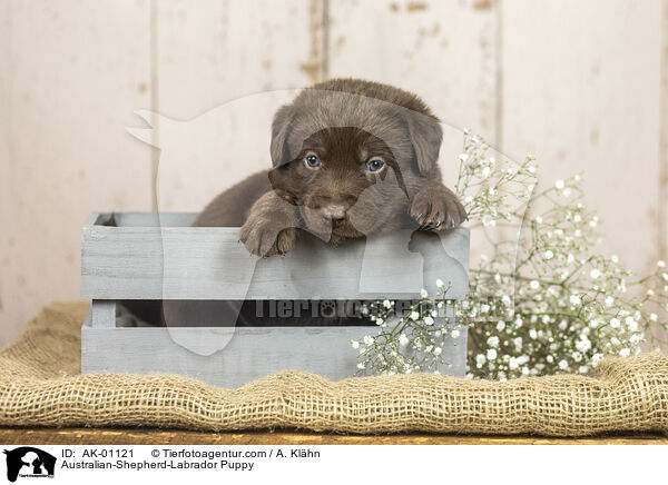 Australian-Shepherd-Labrador Puppy / AK-01121