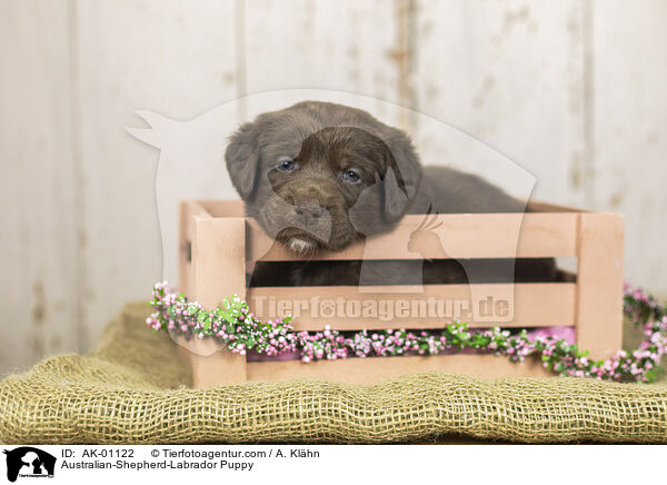 Australian-Shepherd-Labrador Puppy / AK-01122