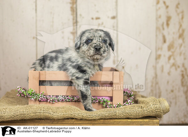Australian-Shepherd-Labrador Puppy / AK-01127
