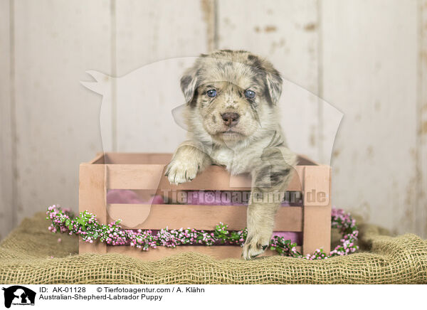 Australian-Shepherd-Labrador Puppy / AK-01128